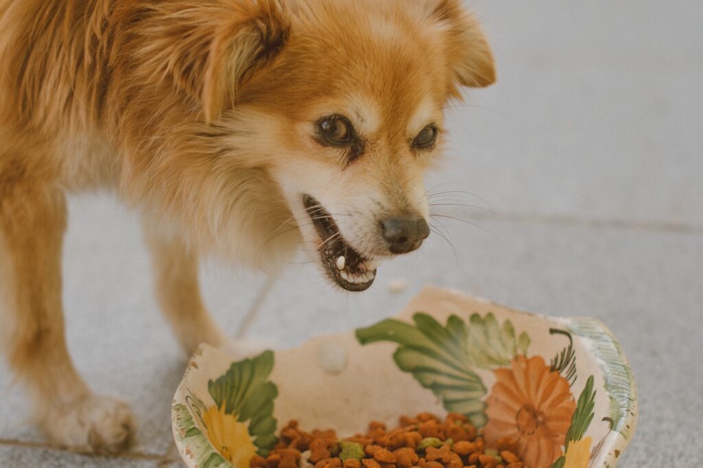 강아지 사료 종류 습식 사료 장점 및 단점에서 사료를 먹고 있는 반려견