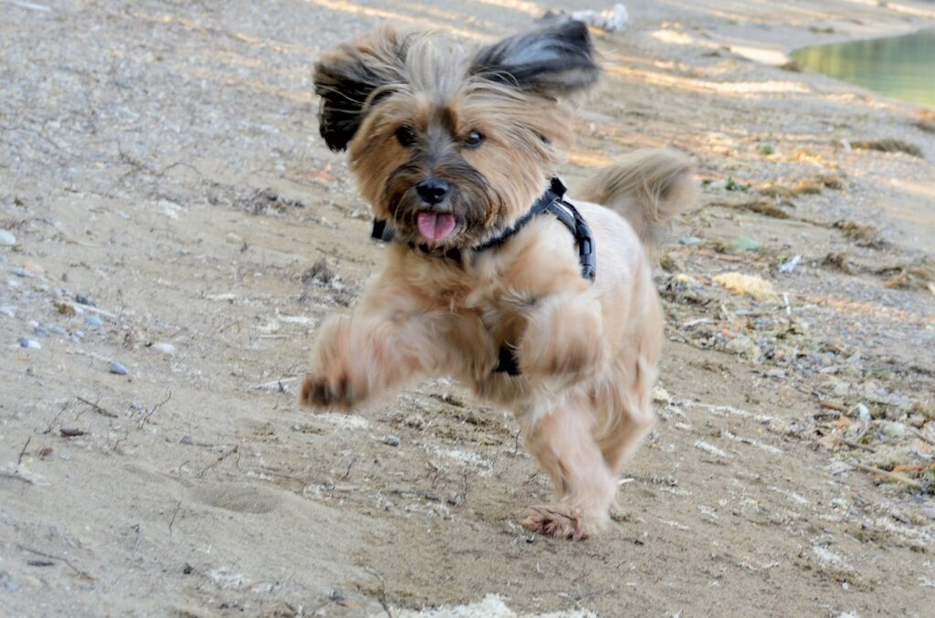 강아지 행복한 행동 중 달리고 있는 강아지 사진
