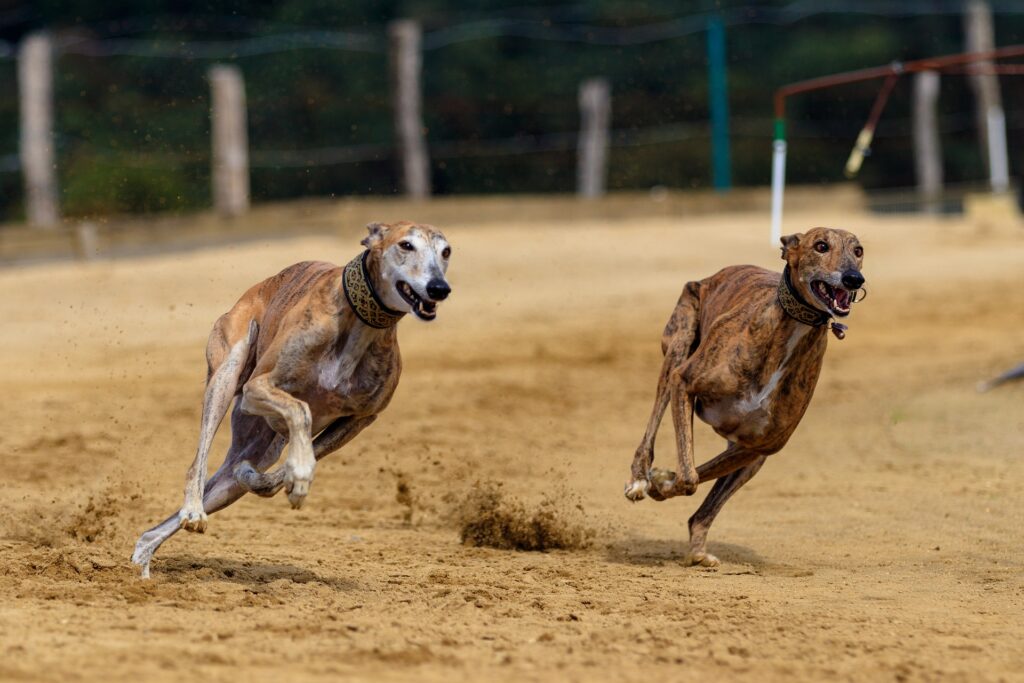 세상에서 가장 빠른 개 품종 중 그레이하운드가 달리고 있는 모습
