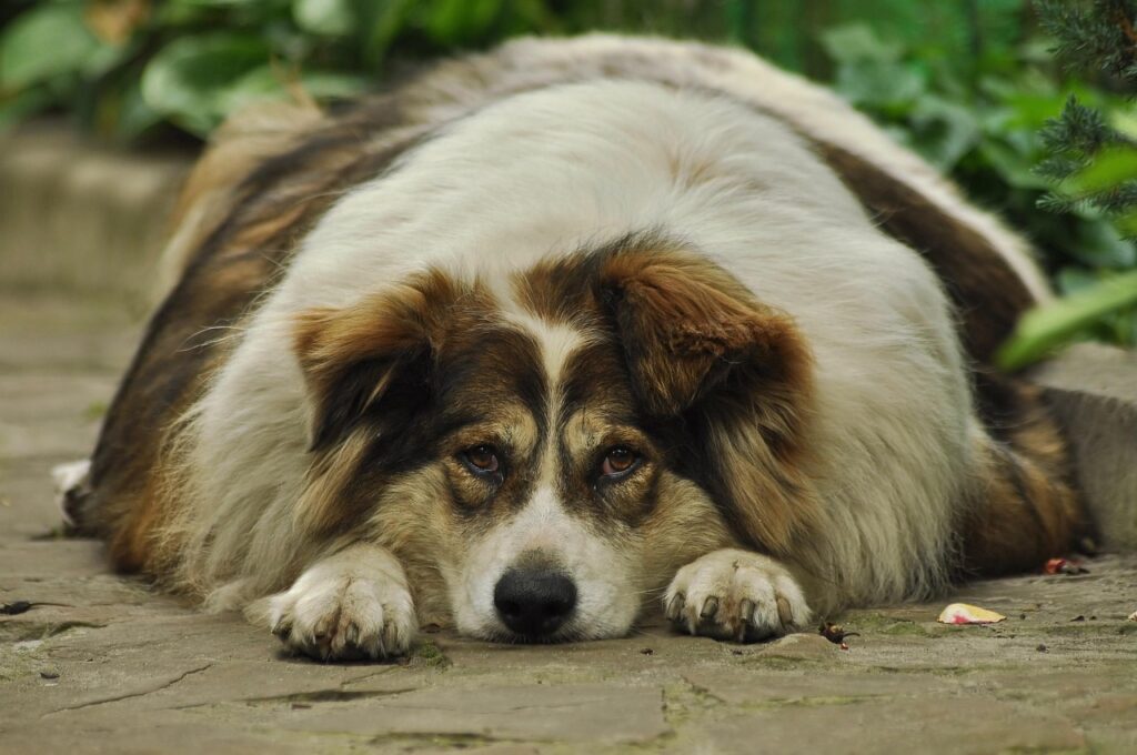 강아지 비만 글 중 너무 뚱뚱한 강아지 사진