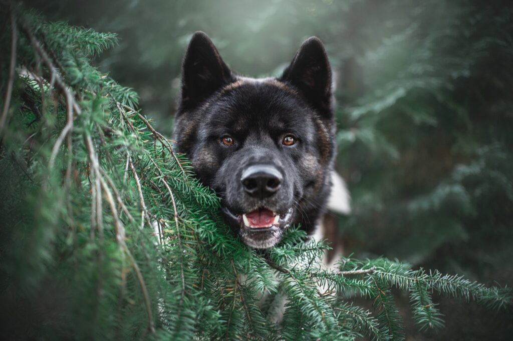 강아지 풀을 먹는 이유 중  산책 중 강아지 숲 풀에 있는 사진 